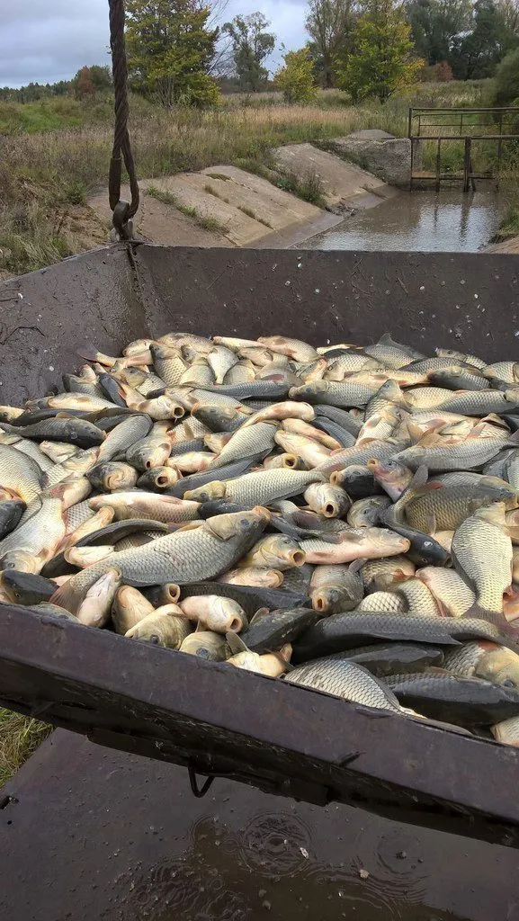 малек карпа. поводковый материал carp pro без оболочки sinking коричневый 25lb 10м. поводковый материал 15 lb. поводковый материал aqua carp age*3. поводковый материал aqua carp age*3.