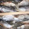 добыча и переработка речной рыбы в Перми 5